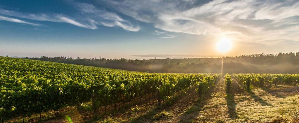 vineyard at sunset